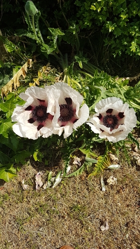 Papaver orientale (Oriental poppy) (alternate view 2)