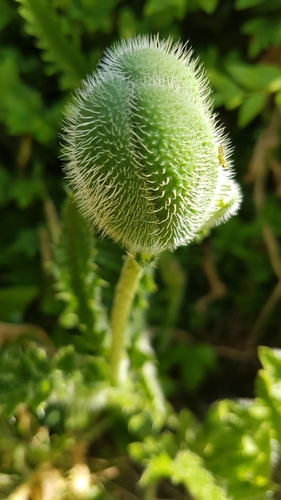 Papaver orientale (Oriental poppy) (alternate view 3)