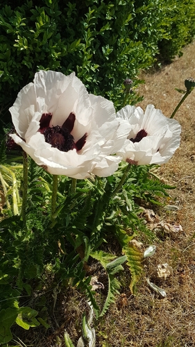 Papaver orientale (Oriental poppy) (alternate view 4)