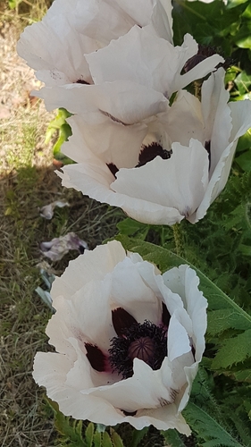 Papaver orientale (Oriental poppy) (alternate view 5)