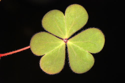Oxalis corniculata (trailing yellow sorrel)