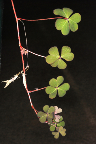 Oxalis corniculata (trailing yellow sorrel) (alternate view 2)