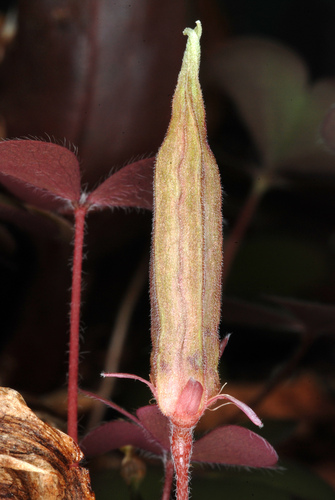 Oxalis corniculata (trailing yellow sorrel) (alternate view 3)