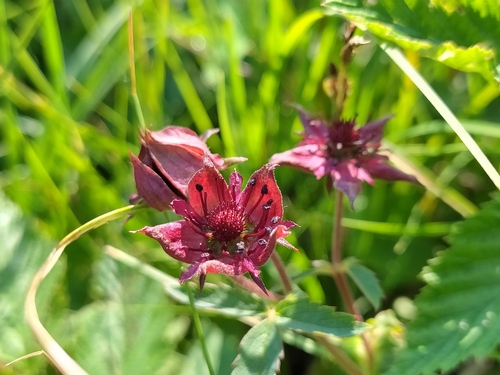 Comarum palustre (marsh cinquefoil)