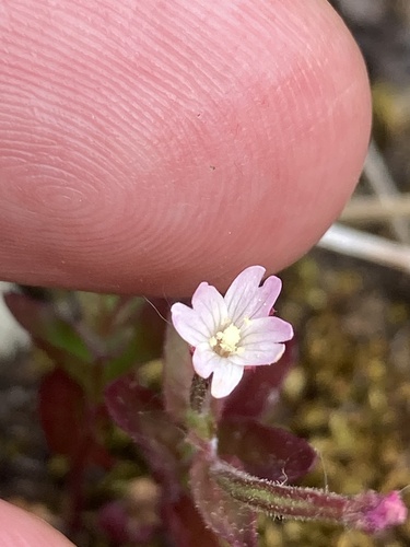 Epilobium ciliatum (common willowherb (native)) (alternate view 2)