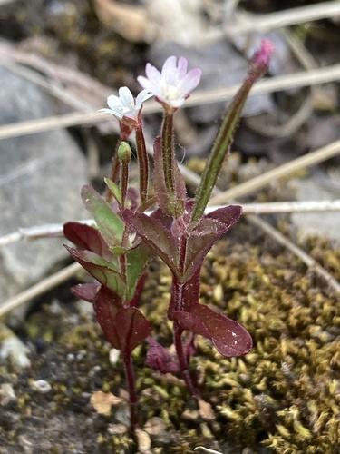 Epilobium ciliatum (common willowherb (native))