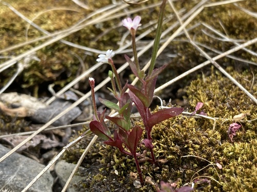 Epilobium ciliatum (common willowherb (native)) (alternate view 4)