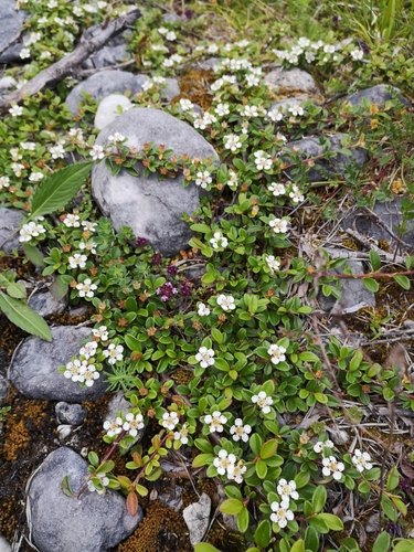 Cotoneaster dammeri (Bearberry Cotoneaster)