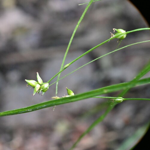 Carex radiata (Eastern Star Sedge)
