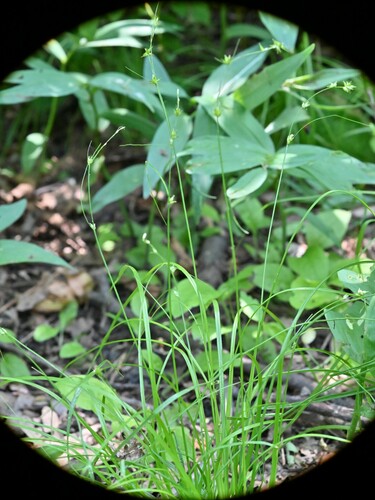 Carex radiata (Eastern Star Sedge)