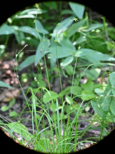 Carex radiata (Eastern Star Sedge)