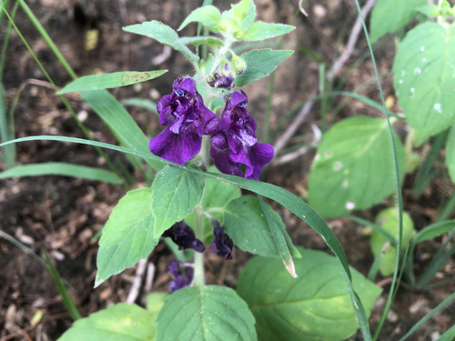 Angelonia (alternate view 4)