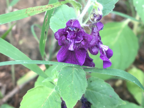 Angelonia (alternate view 5)