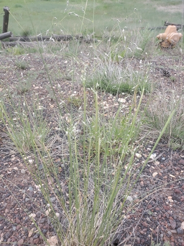 Eriocoma hymenoides (Sand Ricegrass) (alternate view 5)