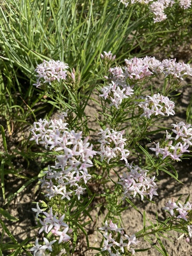 Stenaria nigricans (diamond-flowers) (alternate view 4)