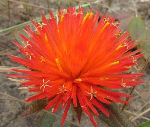 Gomphrena (alternate view 3)