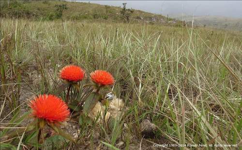 Gomphrena (alternate view 4)