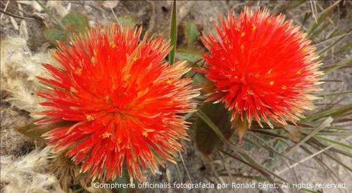 Gomphrena (alternate view 5)