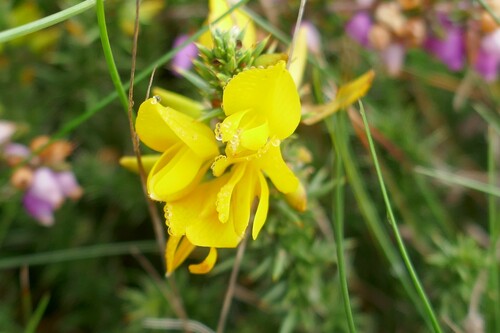 Ulex gallii (Western Gorse)
