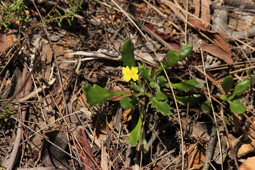 Goodenia blackiana (Black's goodenia) (alternate view 5)