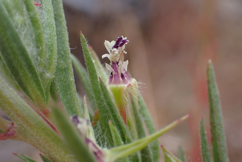 Clarkia purpurea (Winecup Clarkia) (alternate view 4)