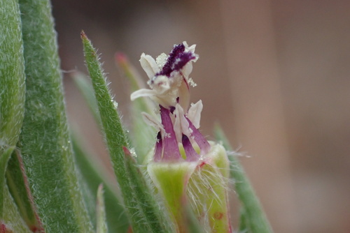 Clarkia purpurea (Winecup Clarkia) (alternate view 5)