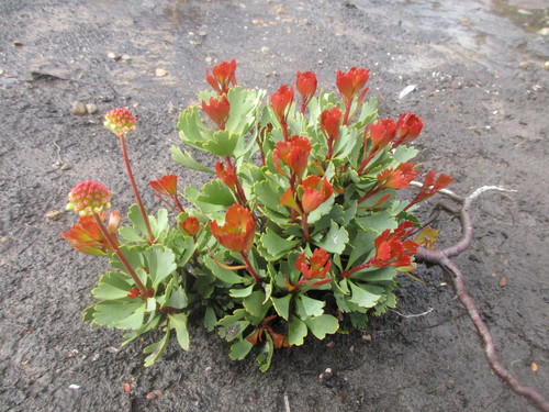 Bellendena montana (Mountain Rocket) (alternate view 10)