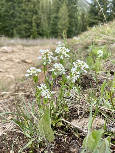 Noccaea fendleri (Fendler's pennycress) (alternate view 4)