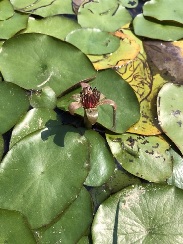 Brasenia schreberi (Watershield) (alternate view 4)