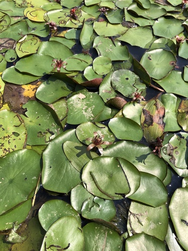 Brasenia schreberi (Watershield) (alternate view 5)