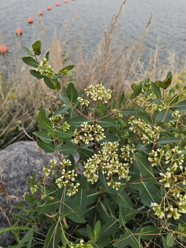 Apocynum cannabinum (hemp dogbane)