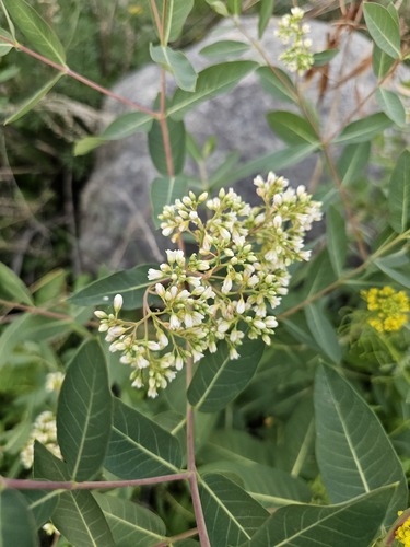 Apocynum cannabinum (hemp dogbane)