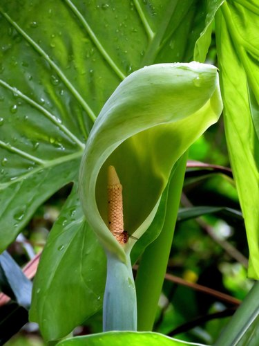 Alocasia odora (Upright Elephant Ear)