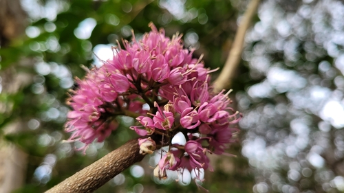 Melicope elleryana (pink-flowered doughwood)
