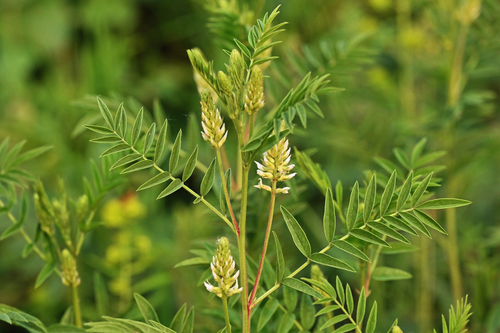 Glycyrrhiza lepidota (Wild Licorice)