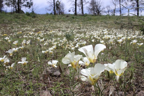 Calochortus leichtlinii (Leichtlin's Mariposa Lily) (alternate view 4)