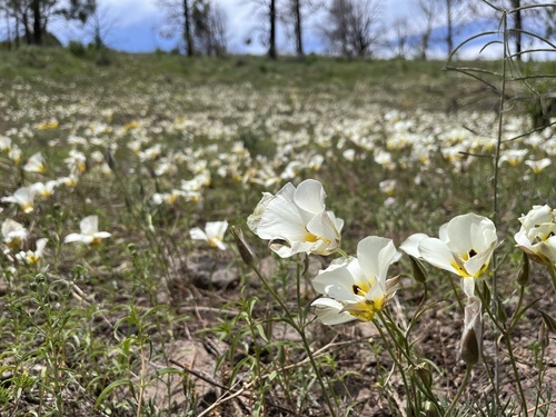 Calochortus leichtlinii (Leichtlin's Mariposa Lily) (alternate view 5)