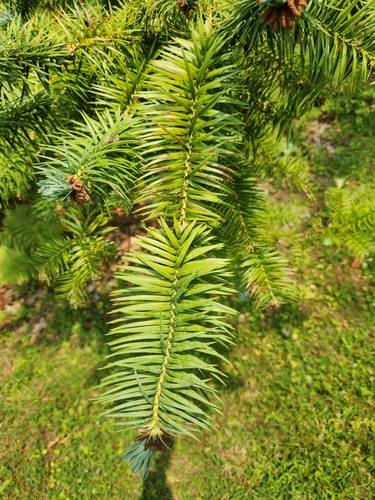 Cunninghamia lanceolata (China Fir) (alternate view 5)