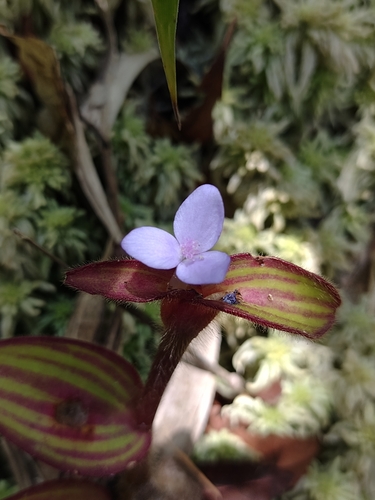 Tradescantia zebrina (Inch Plant)