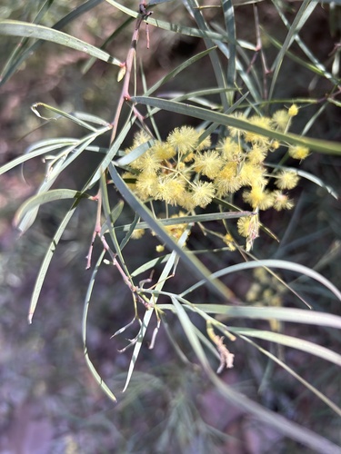 Acacia iteaphylla (Flinders Range Wattle) (alternate view 5)