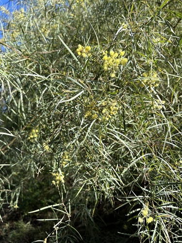 Acacia iteaphylla (Flinders Range Wattle) (alternate view 6)