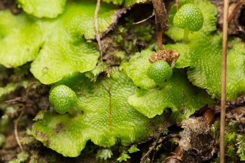 Calasterella californica (California asterella)