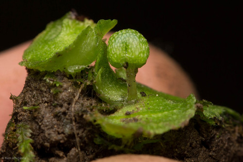 Calasterella californica (California asterella) (alternate view 2)