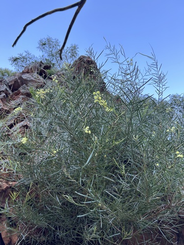 Acacia iteaphylla (Flinders Range Wattle) (alternate view 7)