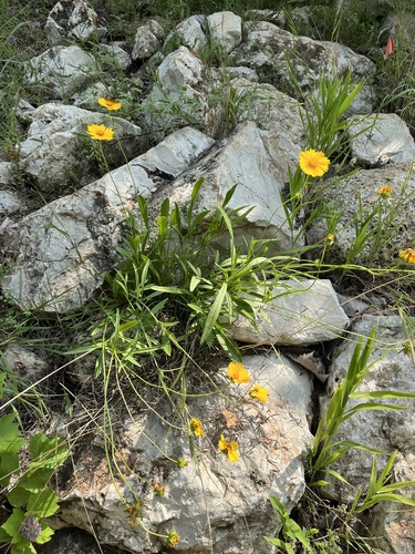 Coreopsis lanceolata (Lance-Leaved Coreopsis)
