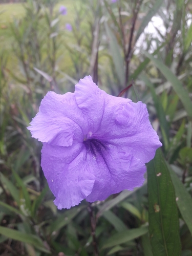 Ruellia simplex (Mexican Petunia)
