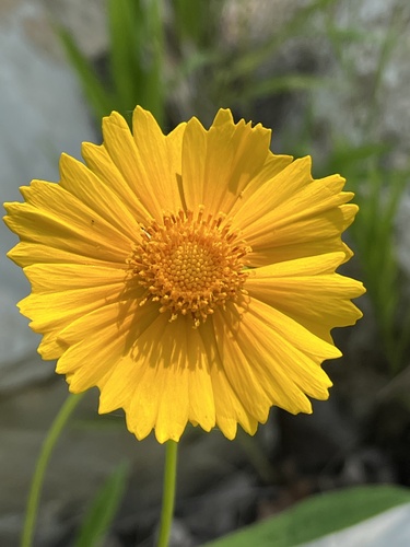 Coreopsis lanceolata (Lance-Leaved Coreopsis)