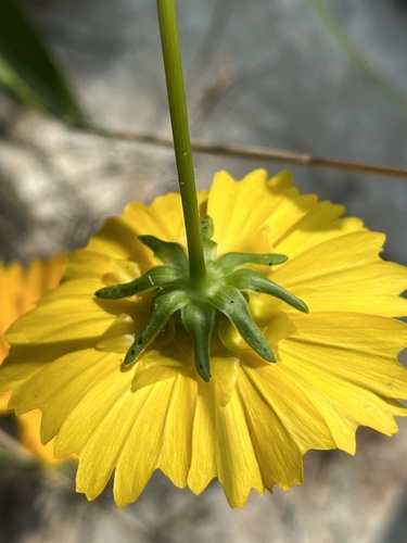 Coreopsis lanceolata (Lance-Leaved Coreopsis)