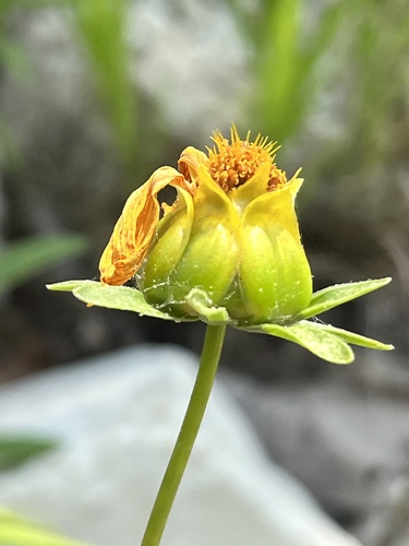 Coreopsis lanceolata (Lance-Leaved Coreopsis)