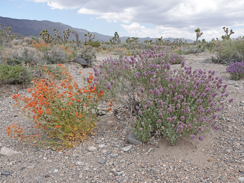 Salvia dorrii (Dorr's Sage)